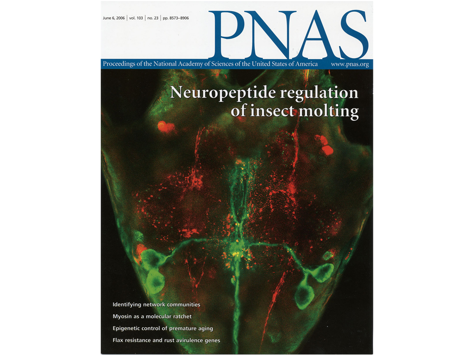 ミオサプレッシン産生細胞（グリーン）の免疫組織化学：PNASの表紙を飾った。