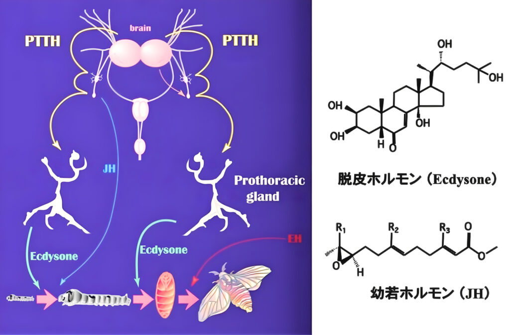 脱皮・変態の内分泌（ホルモン）制御機構