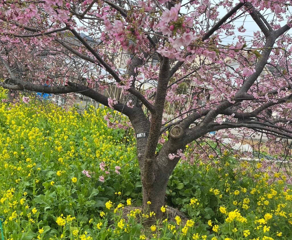 河津桜祭り（2024年2月9日）