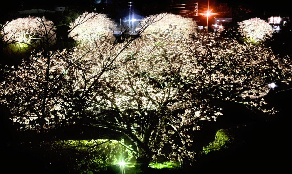 河内屋からの夜桜（2024年2月9日）