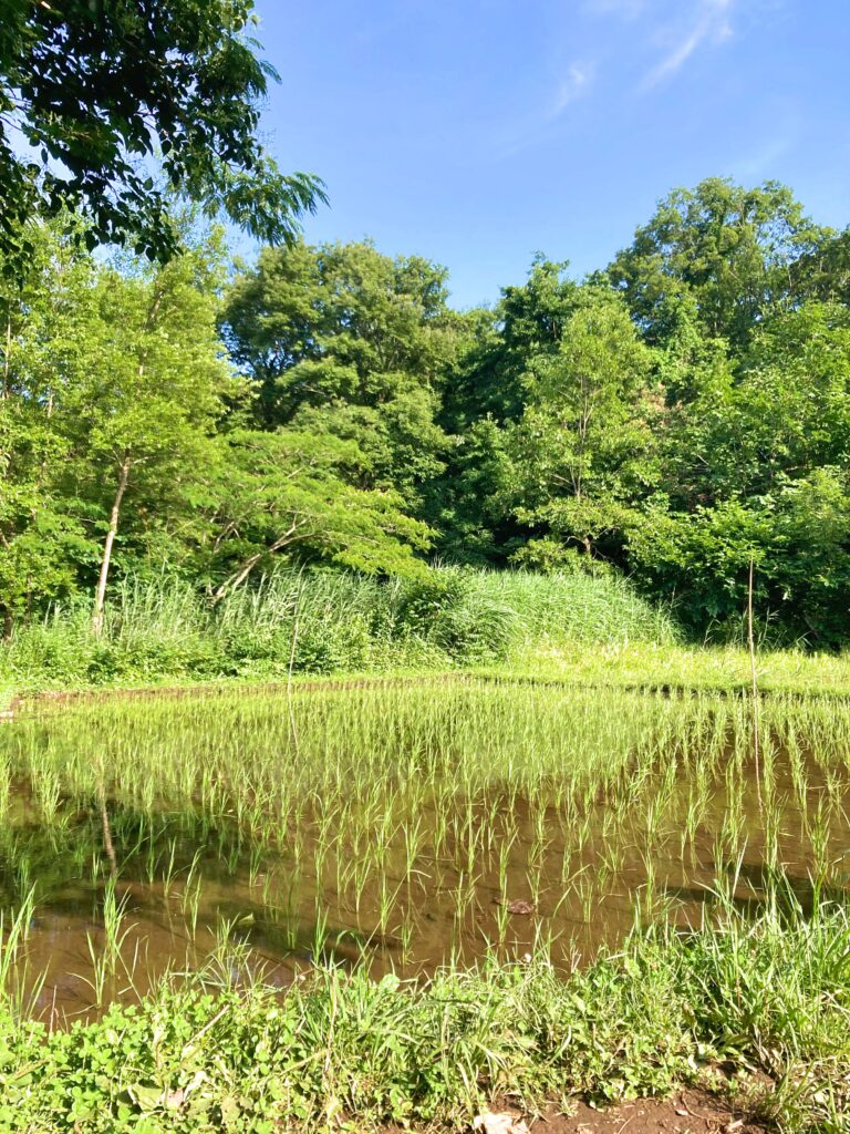 舞岡公園（2024年6月16日）