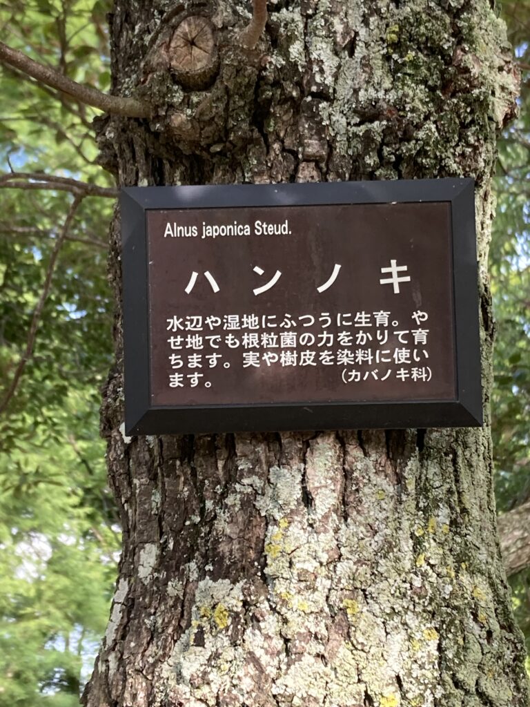 水元公園のハンノキ（2024年6月8日）