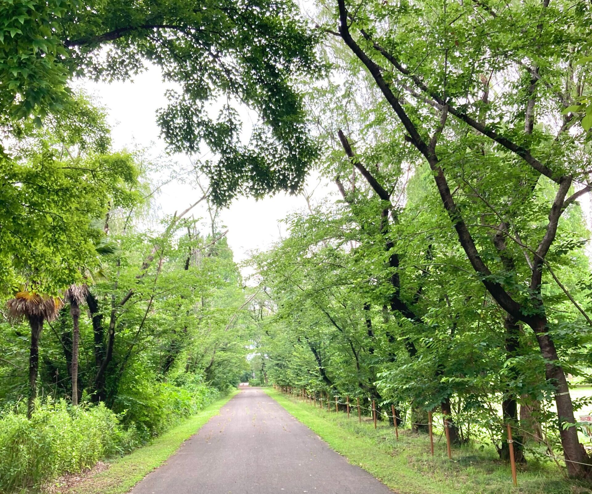 桜並木（2024年6月22日）