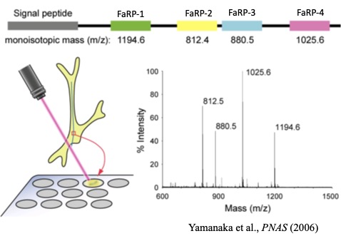 FaRP神経軸索のMALDI TOF-MS